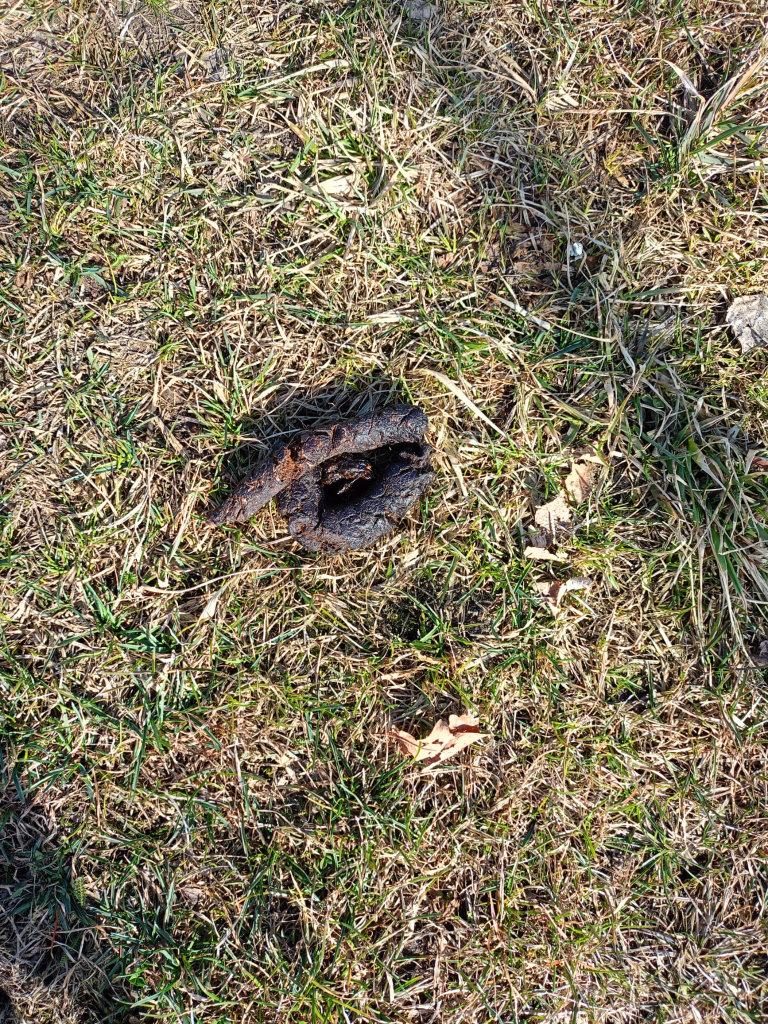 Odchody zwierzęcia leżące na trawie na skraju trawnika.